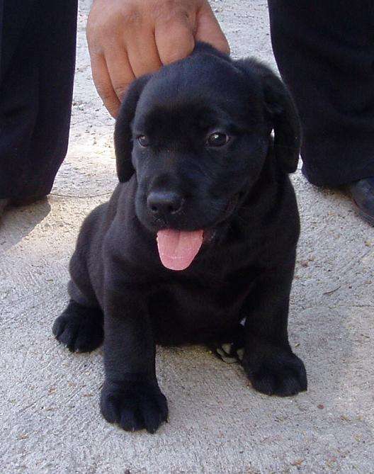 Hermosos labradores negros a la venta - Curridabat, Costa Rica ... Hermosos labradores negros a la venta - Curridabat, Costa Rica ...