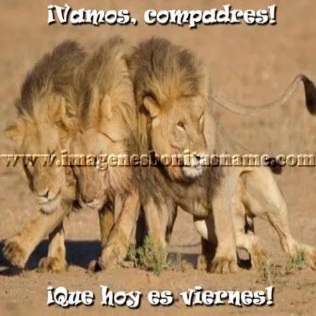 Hermosos Leones Jugando - Imagenes Bonitas | Frases Bonitas