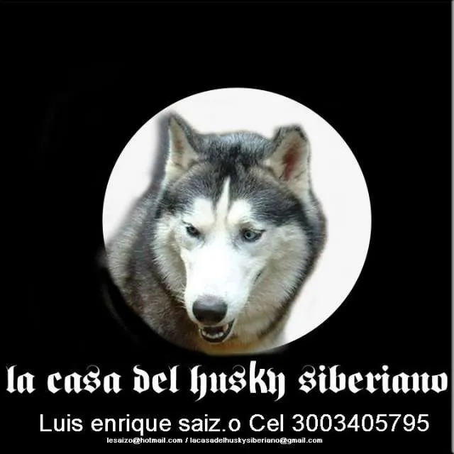 Hermosos lobos siberianos o husky siberianos - Tolima, Colombia ... Hermosos lobos siberianos o husky siberianos - Tolima, Colombia ...