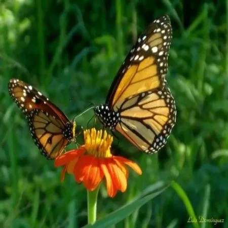 Hermosos Paisajes Naturales Mariposas - Imagenes Bonitas | Frases ...