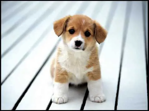 Hermosos perritos chiquitos - YouTube
