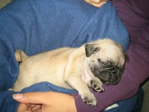 Fotos de HERMOSOS PERRITOS PUG EN VENTA - Distrito Federal ... Fotos de HERMOSOS PERRITOS PUG EN VENTA - Distrito Federal ...