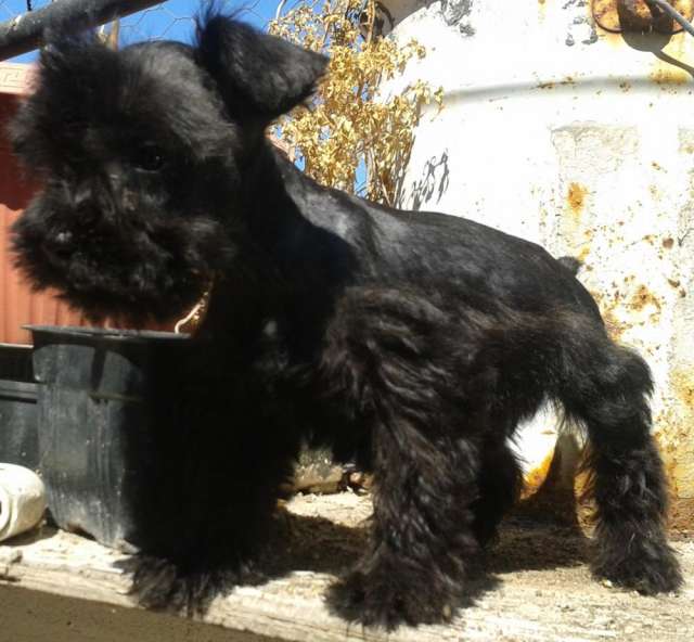 Hermosos schnauzer mini negro y sal y pimienta - Baja California ... Hermosos schnauzer mini negro y sal y pimienta - Baja California ...
