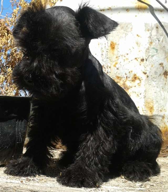 Hermosos schnauzer mini negro y sal y pimienta - Baja California ...