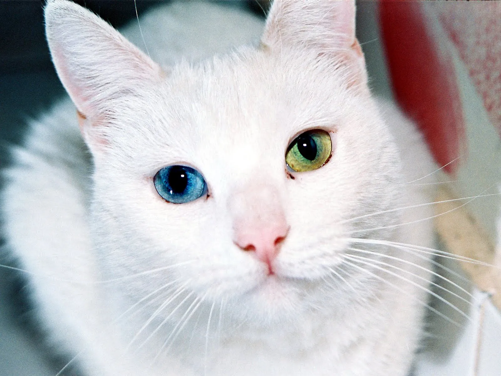 Wallpapers de Tiernos Gatos