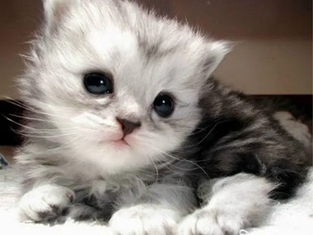 Hermosos y Tiernos Gatos | Fotos e Imágenes en FOTOBLOG X Hermosos y Tiernos Gatos | Fotos e Imágenes en FOTOBLOG X