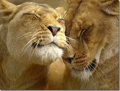 Hermosos Wallpaper de Animales Salvajes | Banco de Imagenes Gratuitas