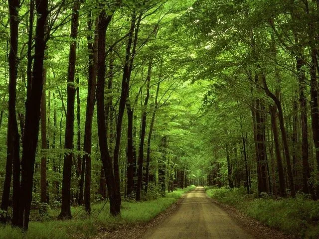 Hermosos Wallpaper de Paisajes de Bosques | Banco de Imagenes ... Hermosos Wallpaper de Paisajes de Bosques | Banco de Imagenes ...