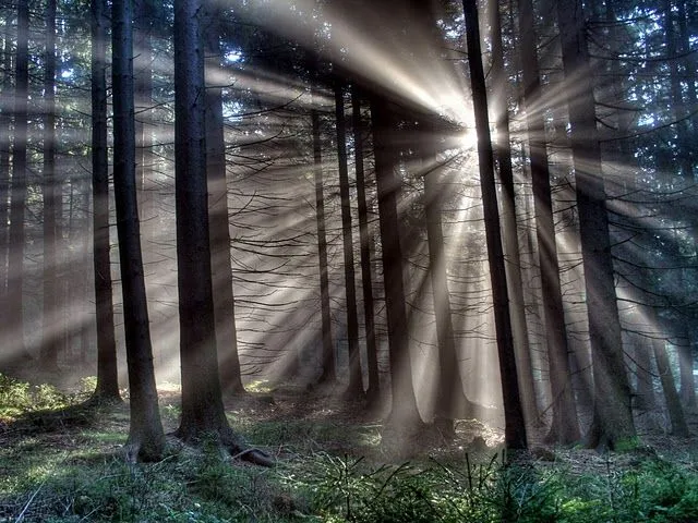Hermosos Wallpaper de Paisajes de Bosques | Banco de Imagenes ... Hermosos Wallpaper de Paisajes de Bosques | Banco de Imagenes ...