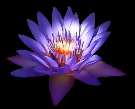 El Héroe de Wilde: LÁGRIMAS DE POESÍA: FLOR DE LOTO El Héroe de Wilde: LÁGRIMAS DE POESÍA: FLOR DE LOTO