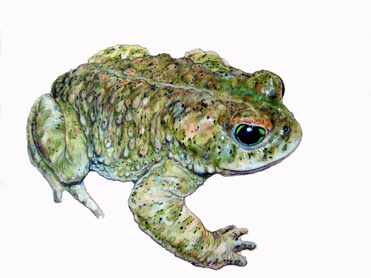 La herpetofauna de Zamora: El dibujo naturalista