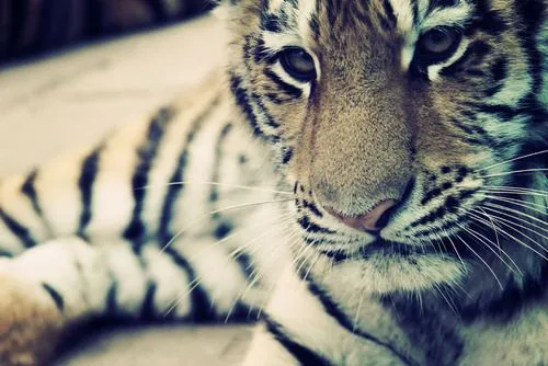 Herro Anna., Seriously. Where are all these hipster tigers and... Herro Anna., Seriously. Where are all these hipster tigers and...