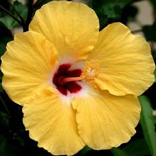 Hibiscos amarillo