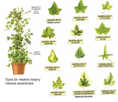 Proyecto. Planta en ecosistemas: Tipos de hiedra según tamaño o ...