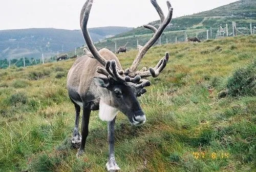 Highland Caribu | Flickr - Photo Sharing!