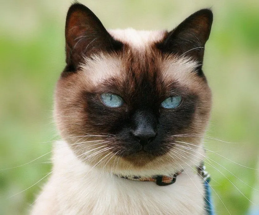 Higiene de los gatos siameses. MundoGatos.