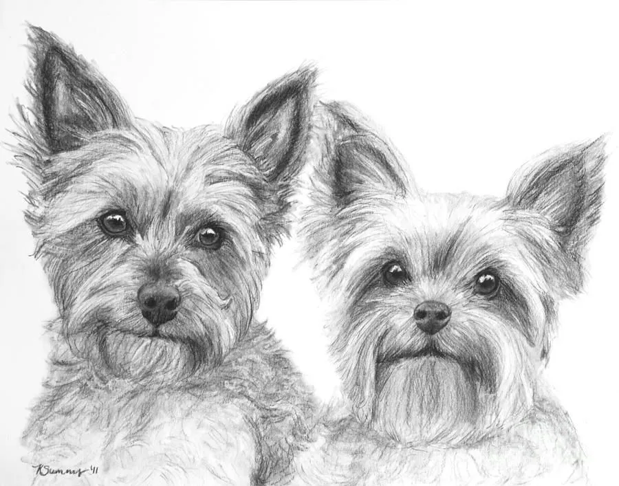 de todo para tu hijo : YORKSHIRE TERRIER