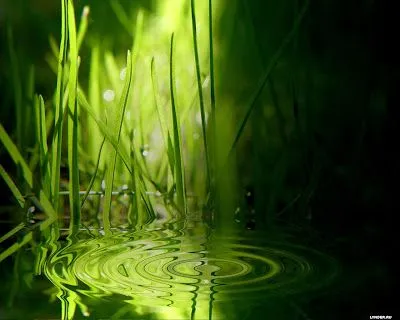 los hijos del Norte han sacudido asombrados su cabeza