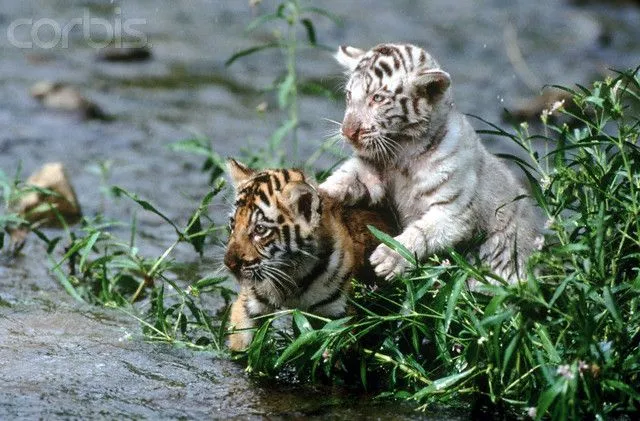 Cachorros de tigre