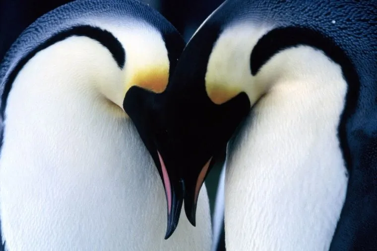 Dibujos de parejas de pinguinos - Imagui