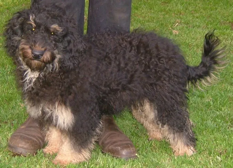 Nuevas razas de perros: Roodle