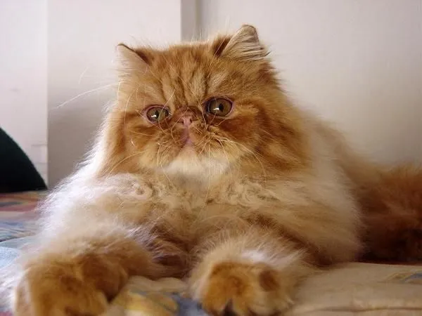 Himalayo | Servicio de Información de gatogatitogatote