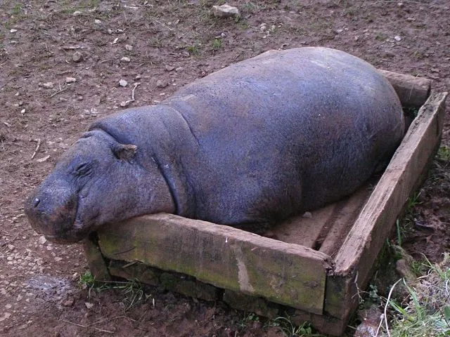 Hipopótamo pigmeo | Animalandia.