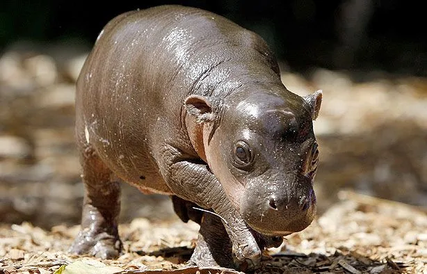 Hipopótamo Pigmeo: El descanso es lo suyo | Vida Salvaje Hipopótamo Pigmeo: El descanso es lo suyo | Vida Salvaje
