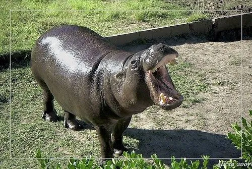Hipopotamo pigmeo - Pygmy hippopotamus - a photo on Flickriver Hipopotamo pigmeo - Pygmy hippopotamus - a photo on Flickriver