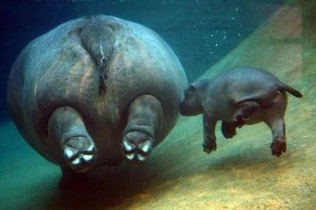 Hipopótamos bebés | HIPOPOTAMOPEDIA