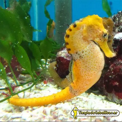 hippocampus-reidi-orange- ...