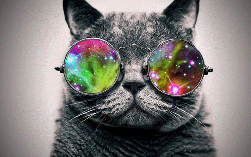 hipster cat gif | Tumblr