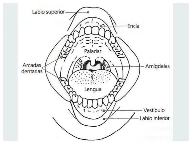 histologa-cavidad-bucal-3-638. ...