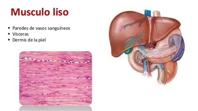 histologa-msculo-esqueletico- ...