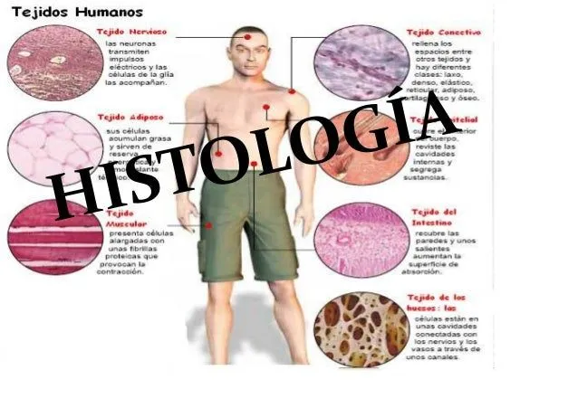 Histología animal ( I parte)