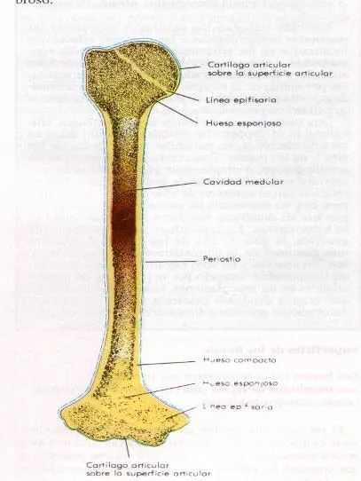 Histología del tejido óseo - Monografias.
