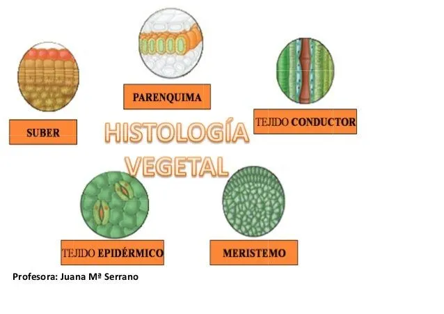 Histología vegetal