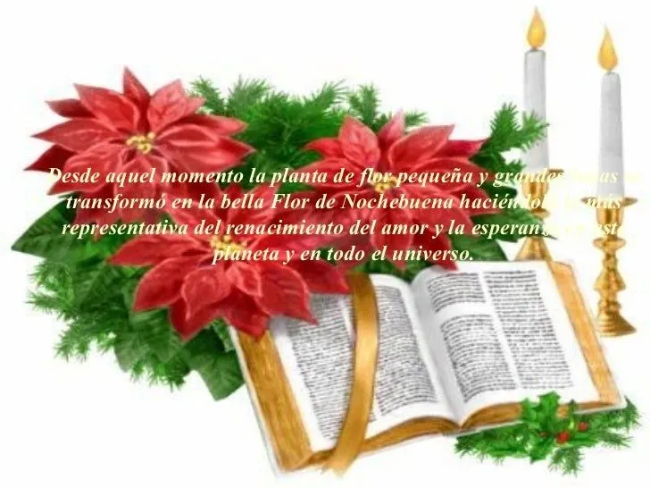 historia-de-la-flor-de-noche- ...