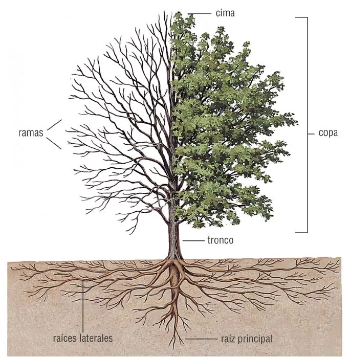 Historia, faro del presente. : La importancia del arbol