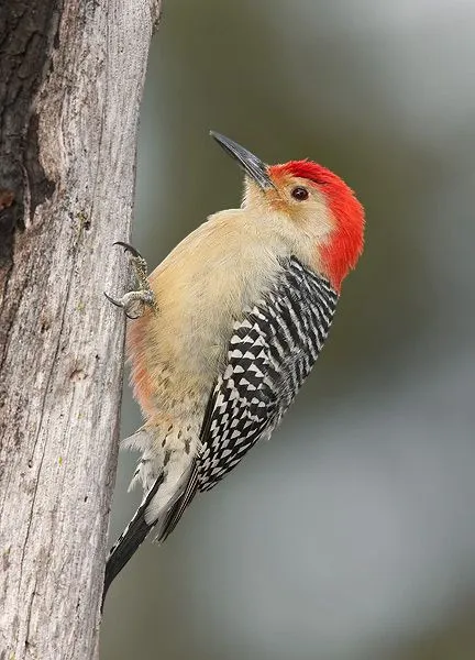 Historia Intrepida: Efemérides: 29 de Abril