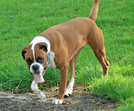 Razas de perros. PerrosAmigos.com