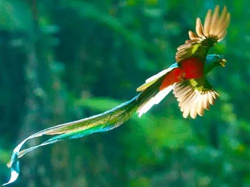 Historia de los Símbolos Patrios de Guatemala - DEGUATE.com Historia de los Símbolos Patrios de Guatemala - DEGUATE.com