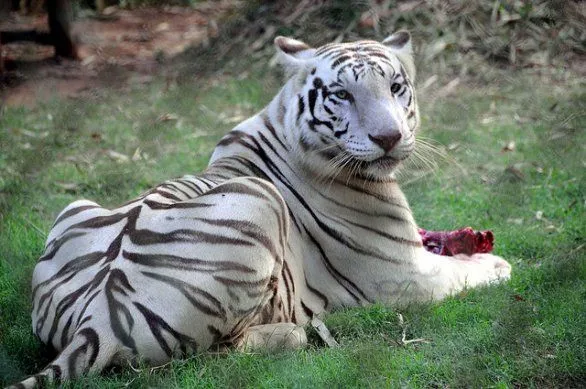 historia del tigre blanco