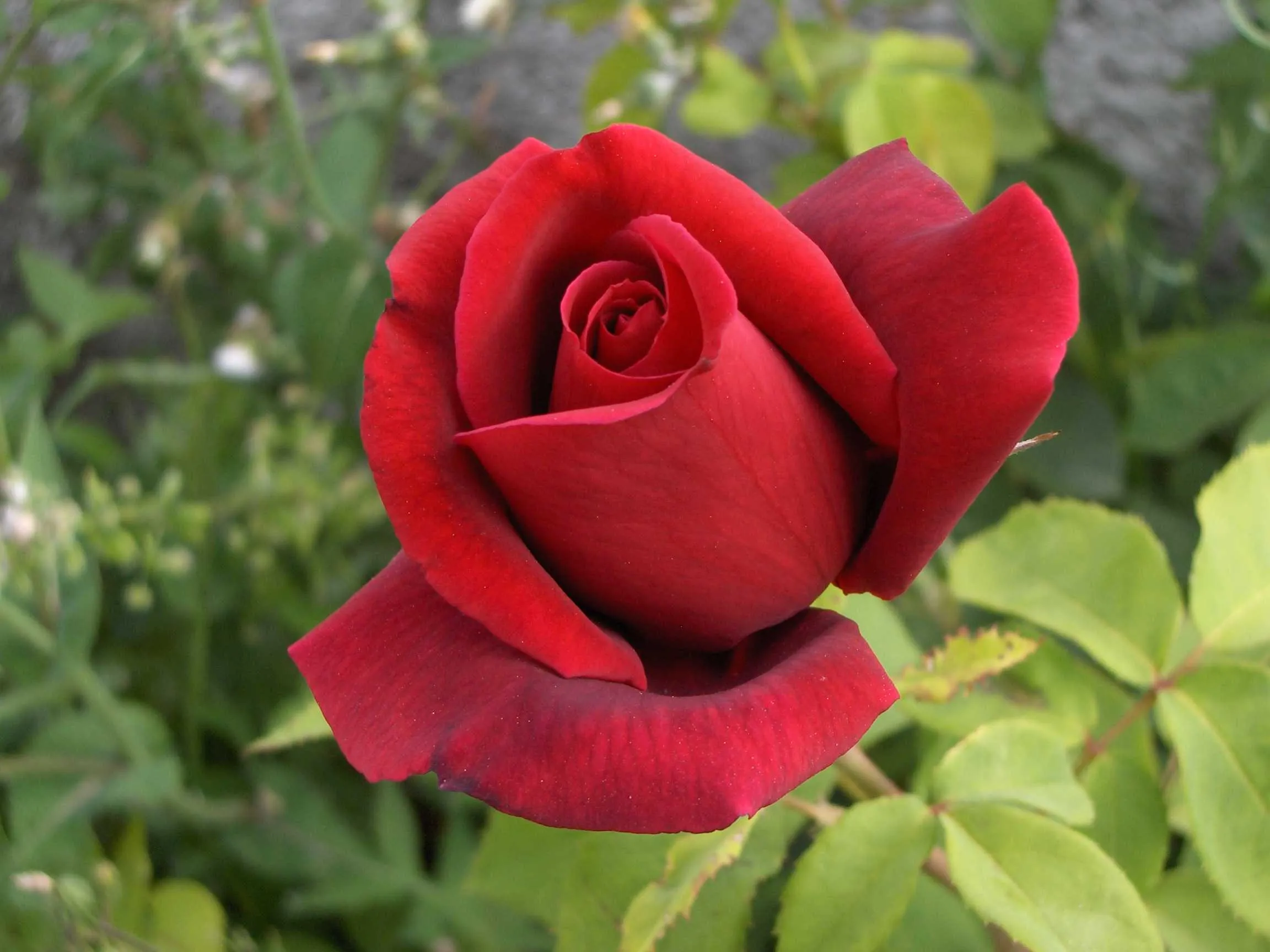 Historias - Una Rosa Hermosa - Suspiro de Amor x Kevin Vega ::.. Historias - Una Rosa Hermosa - Suspiro de Amor x Kevin Vega ::..