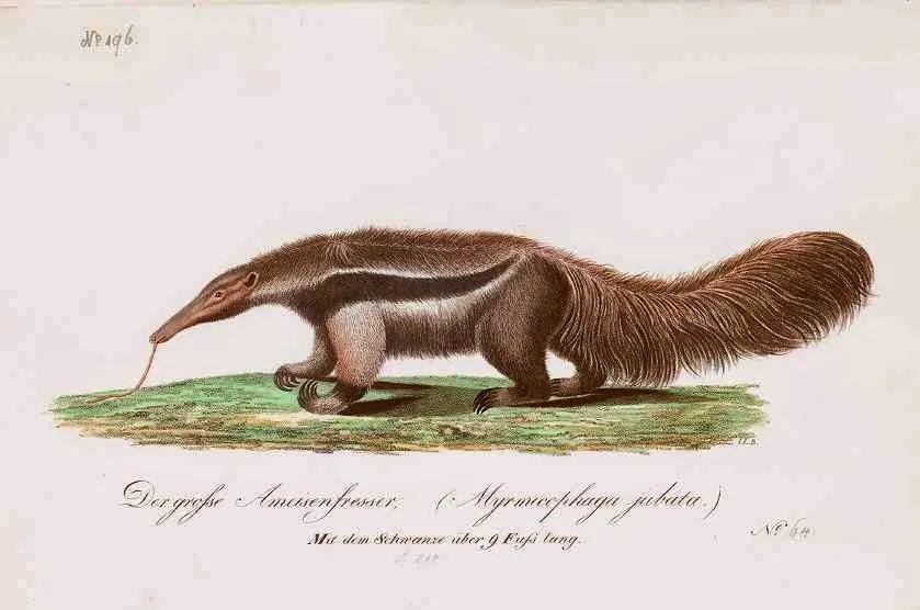 HISTORIAS ZOOLOGICAS: EL BAILE DEL OSO HORMIGUERO Myrmecophaga ... HISTORIAS ZOOLOGICAS: EL BAILE DEL OSO HORMIGUERO Myrmecophaga ...