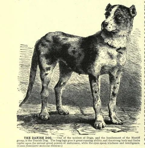 HISTORIAS ZOOLOGICAS: PERROS CIMARRONES EN LA REGIÓN DEL PLATA