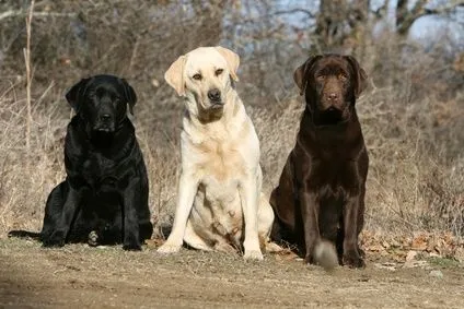 History Of The Labrador Retriever History Of The Labrador Retriever