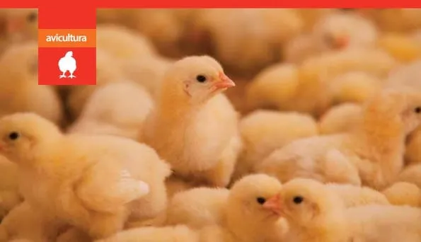 Hog Cholera | Engormix.com