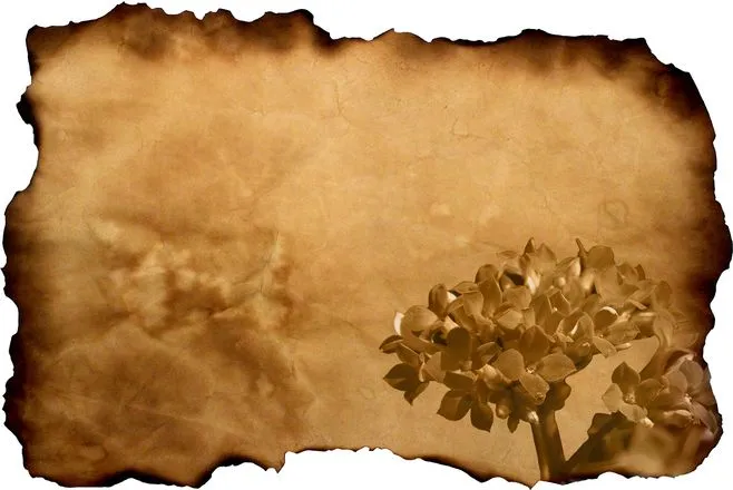 Hoja antigua de Gil de papel con flores, free photo, #1195203 ... Hoja antigua de Gil de papel con flores, free photo, #1195203 ...