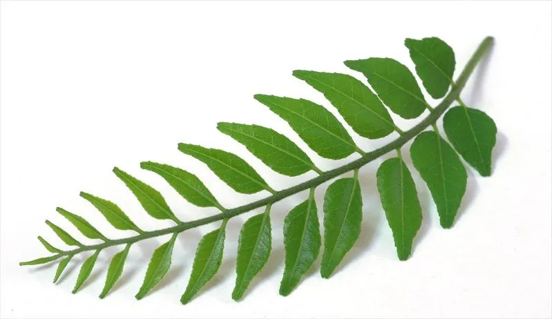 Hoja de curry | www.cocinista.es